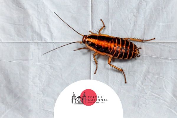 Spectacolul "ÎMBLÂNZIREA SCORPIEI"