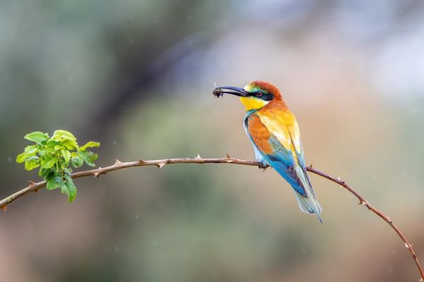 Observă păsările Iașului!