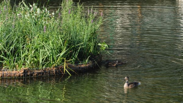 Dâmbovița Zero Plastic | Dâmbovița Apă Dulce(DAD)