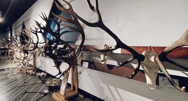 Expoziția de trofee „H Hunting Prize”