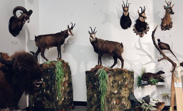 Expoziția de trofee „H Hunting Prize”