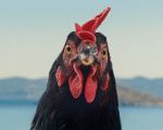 Filmul "Găina"